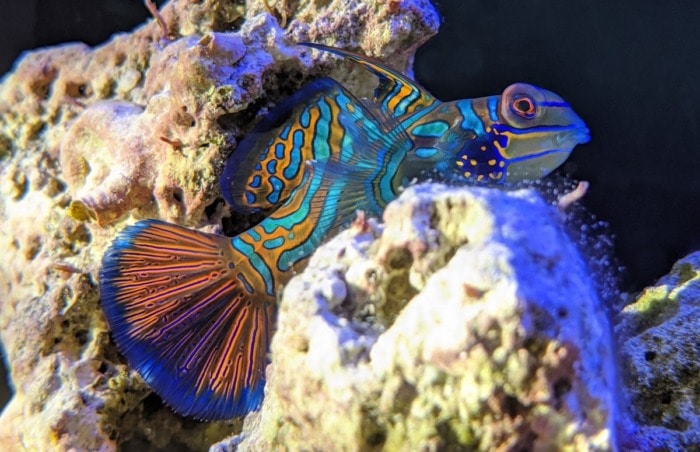 mandarin dragonet