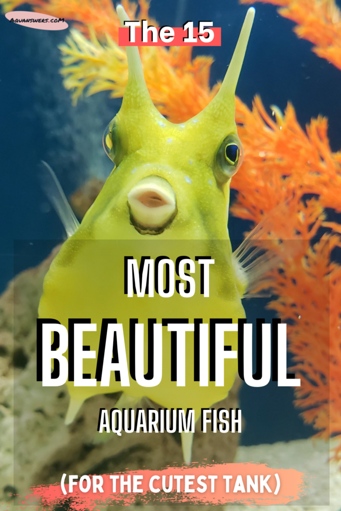 beautiful aquarium fish pinterest
