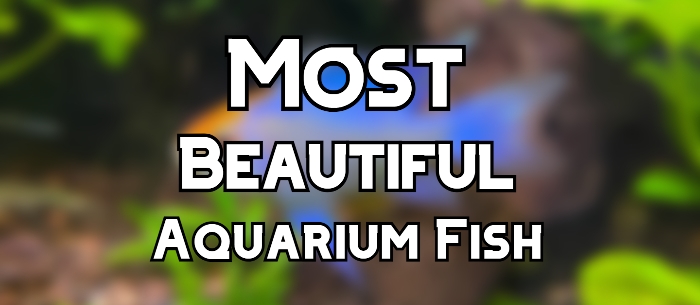 most beautiful aquarium fish header