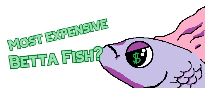 most expensive betta fish header