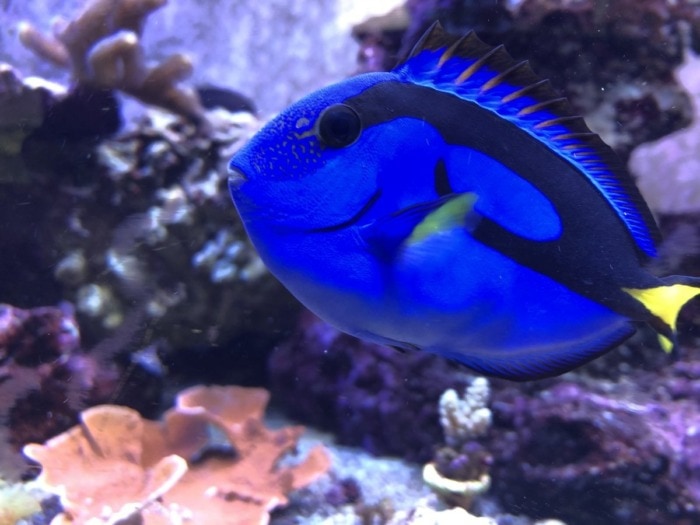 palette surgeonfish regal tang