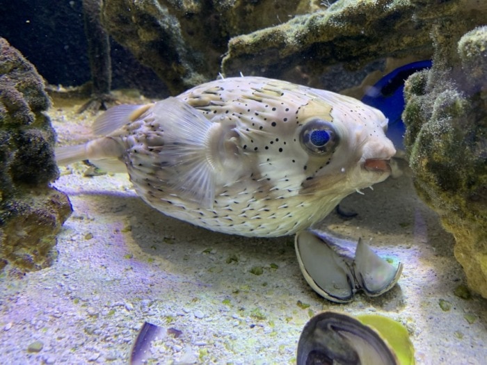 porcupine puffer