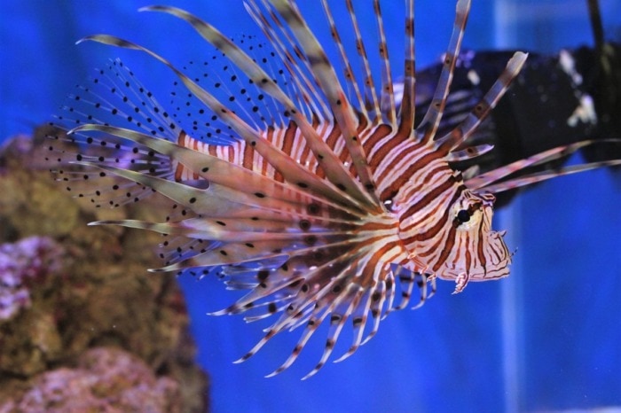 red lionfish