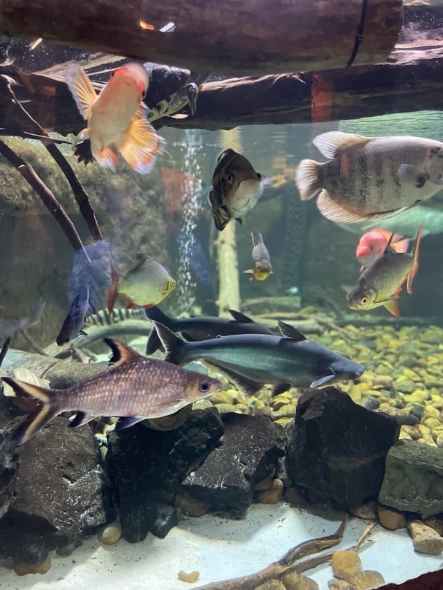 too many fish in tank