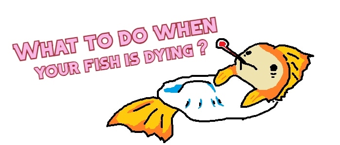 What to do when your fish is dying?