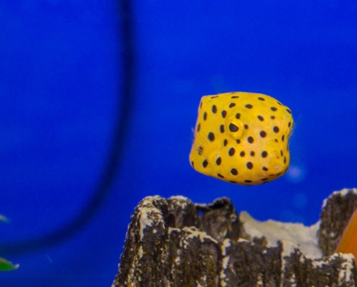 yellow boxfish