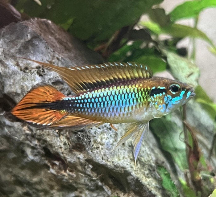 agassizii dwarf cichlid