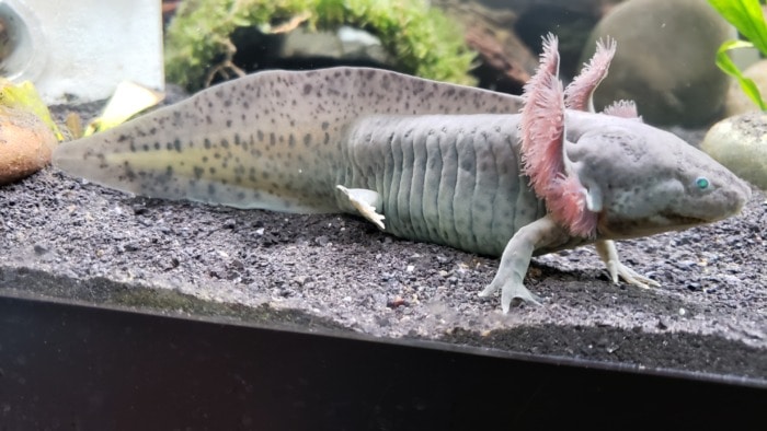 axolotl grey