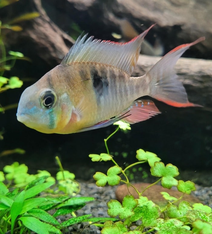 bolivian ram