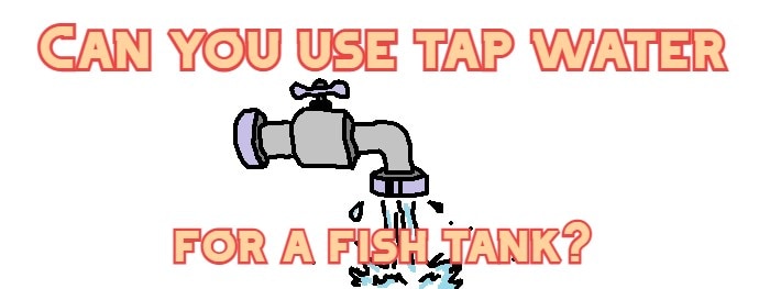 Can you use tap water for a fish tank?