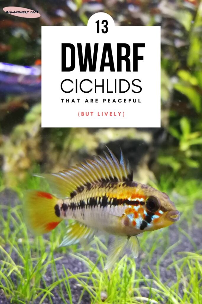15 Dwarf Cichlids for a Peaceful Community Aquarium AquAnswers