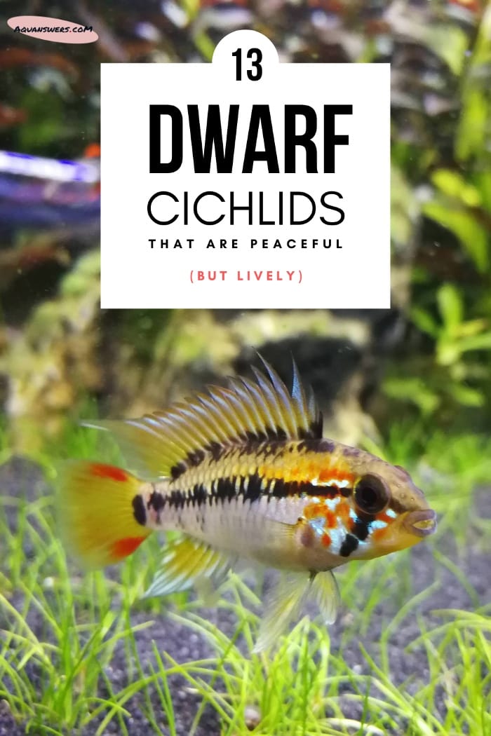 dwarf cichlids pinterest post