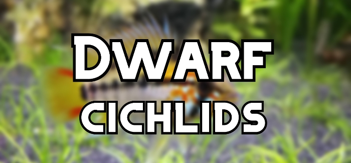 dwarf cichlids header