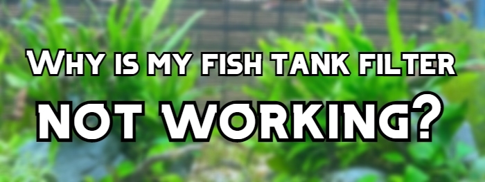 Is your fish tank filter not working?