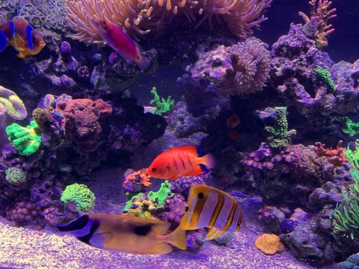 marine fish aquarium