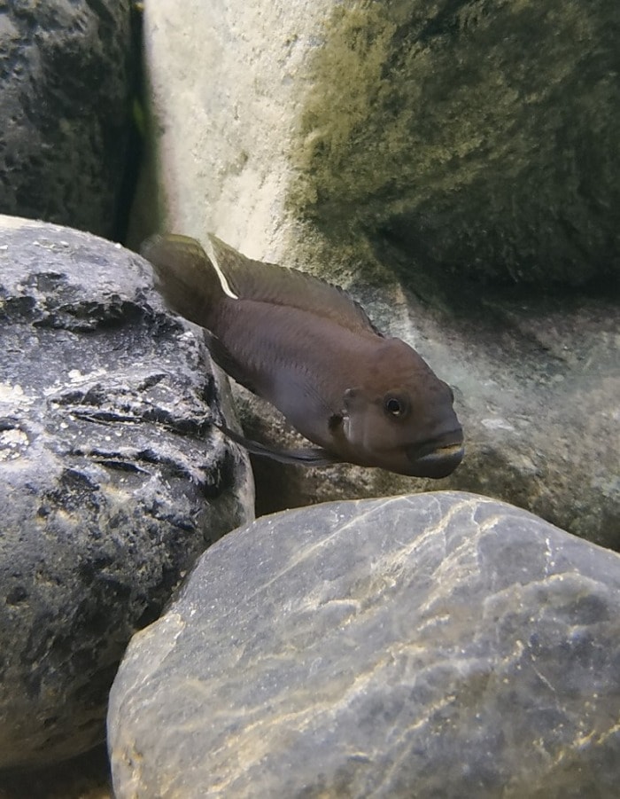 temporalis shell