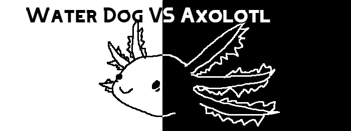 water dog vs axolotl header
