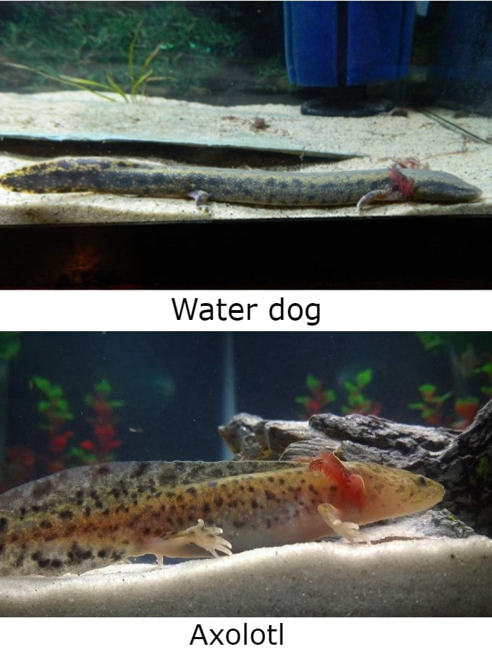 waterdog vs axolotl collage