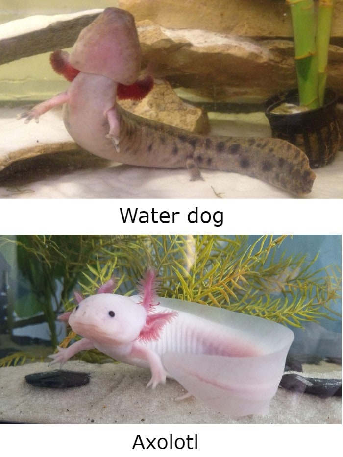 waterdog vs axolotl feet
