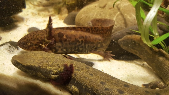 waterdog with axolotl