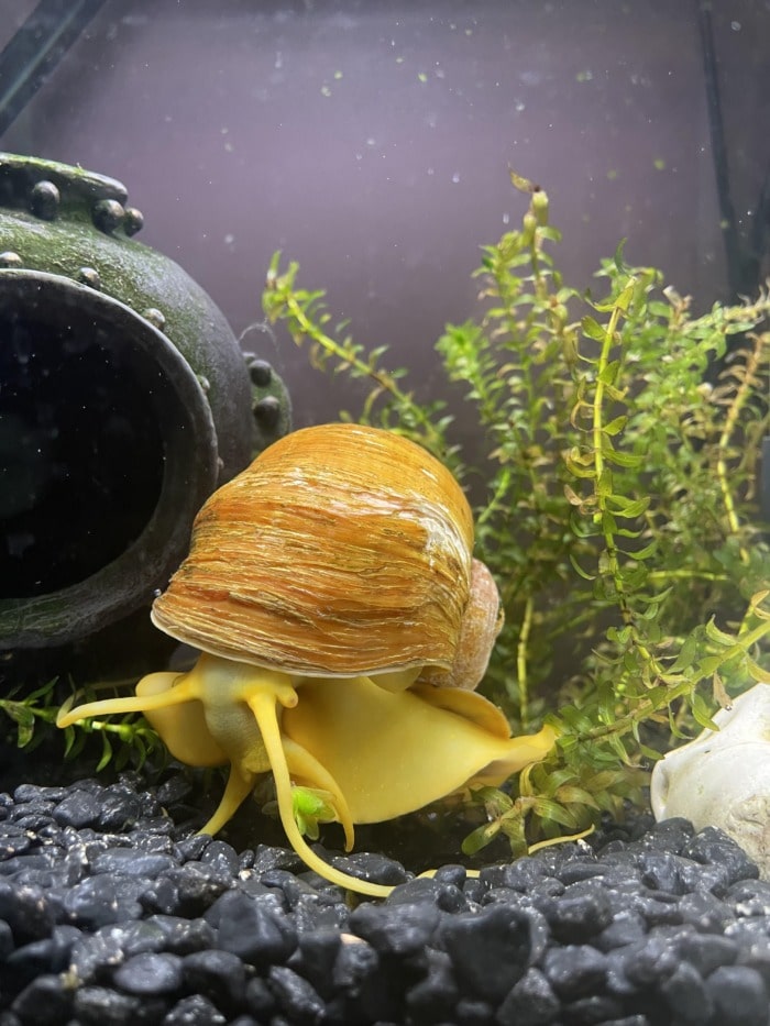 apple snail