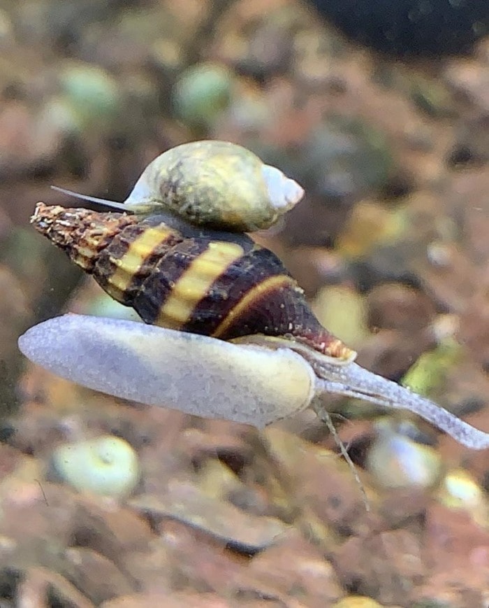 assassin snail