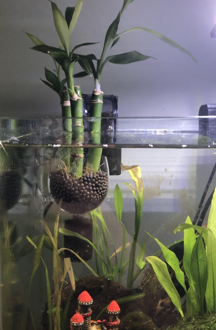 bamboo in the tank