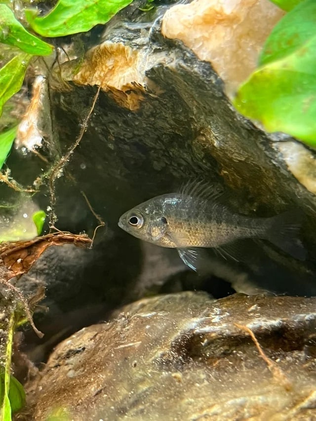 bantam sunfish