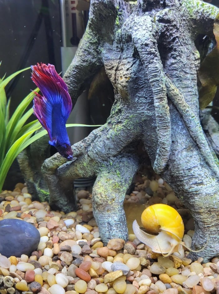 betta and mystery snail