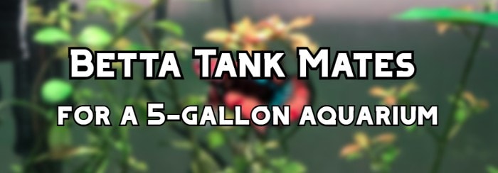 betta tank mates 5 gallon header