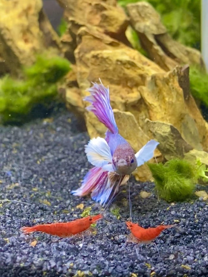 betta with red cherry shrimps