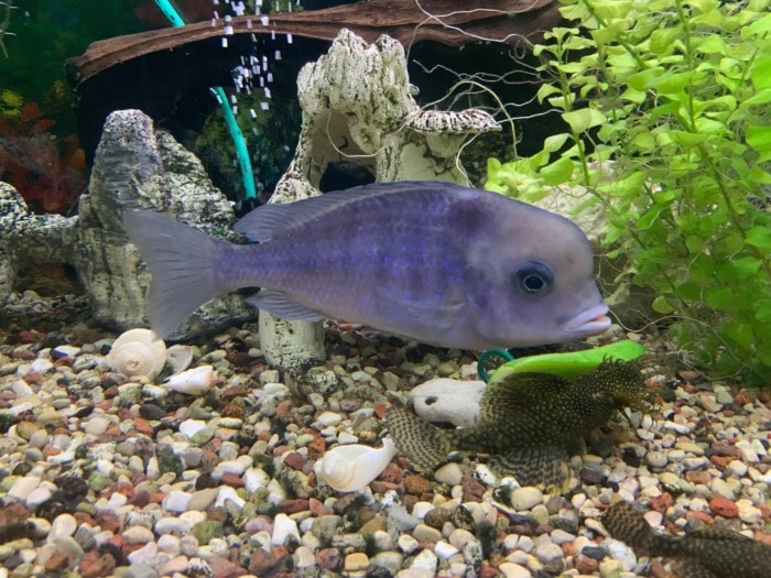 blue dolphin cichlid