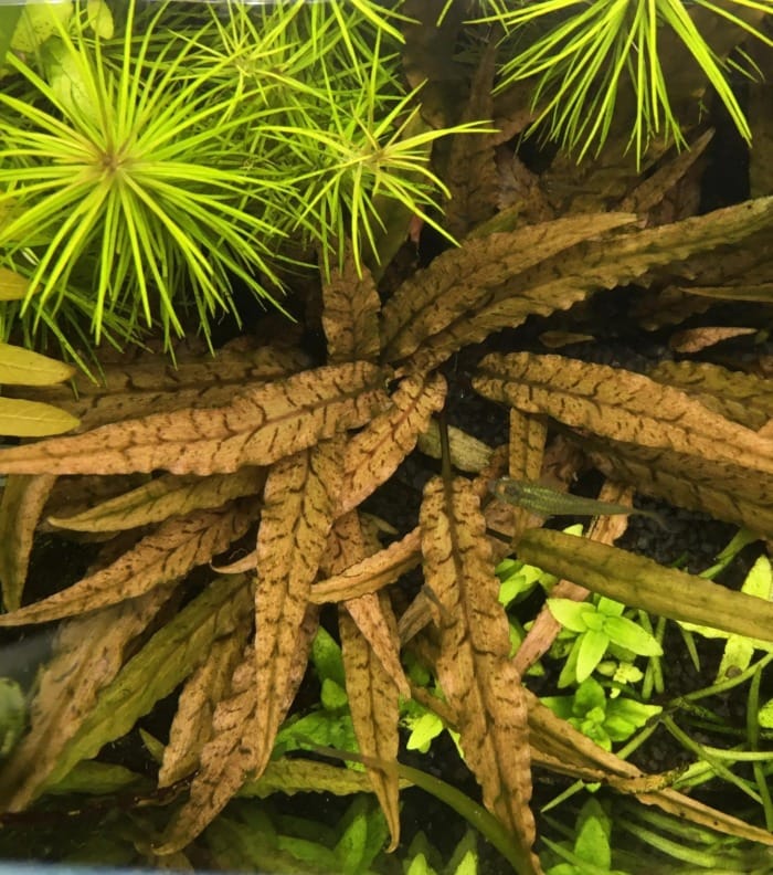 brown wendtii crypt