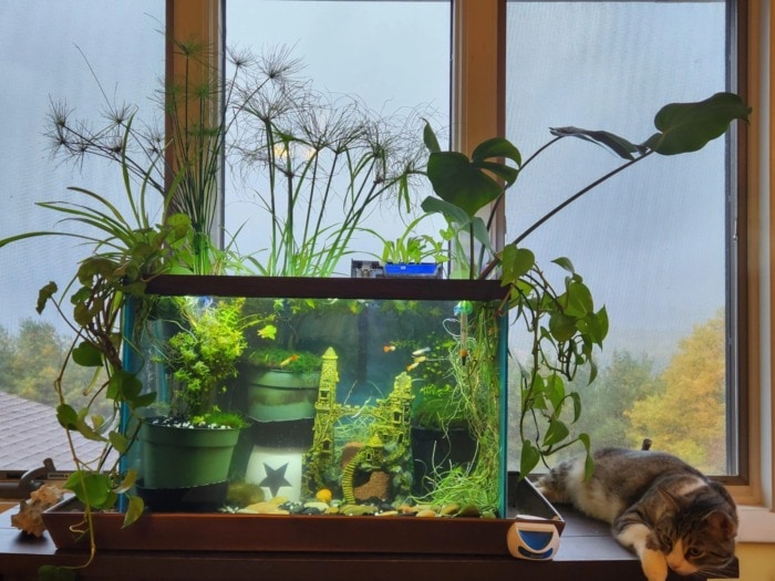 cat near to the tank