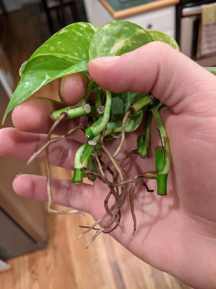 clean pothos roots