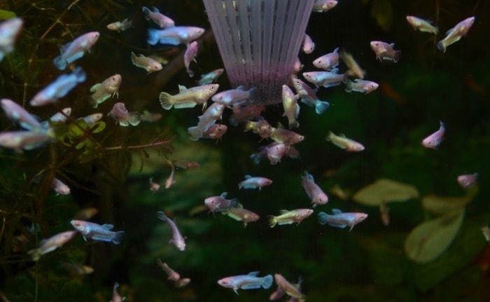 feeding baby betta fish