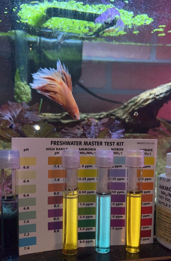 feeding daily ph levels