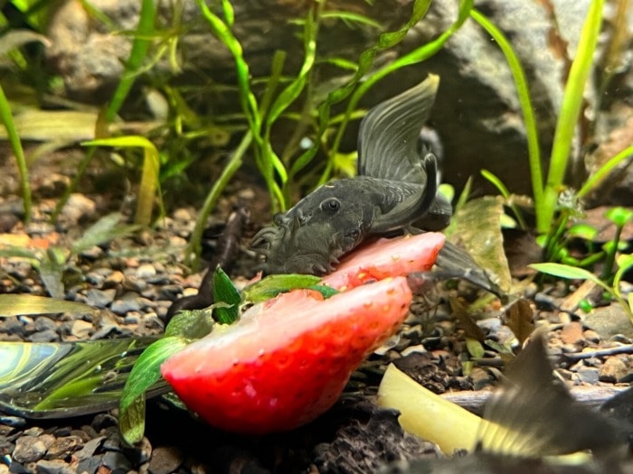 fish eat strawberry