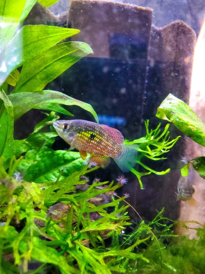 florida flagfish