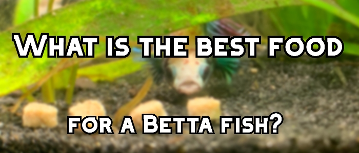 food for betta fish