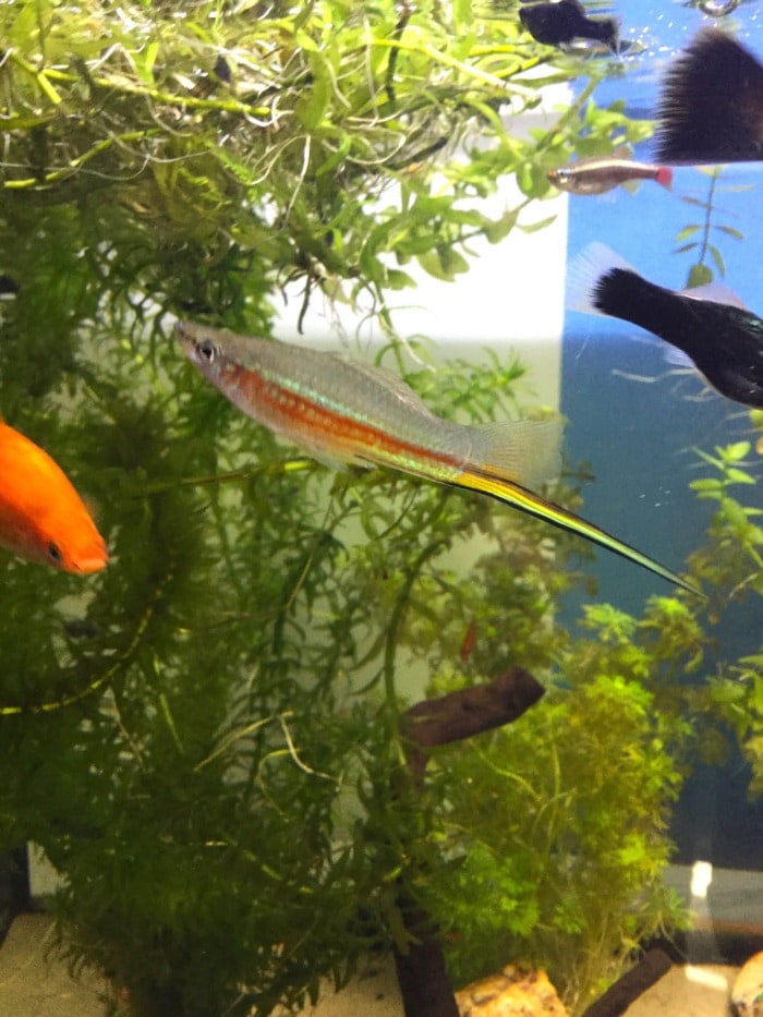 green swordtail