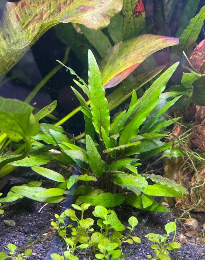 green wendtii crypt