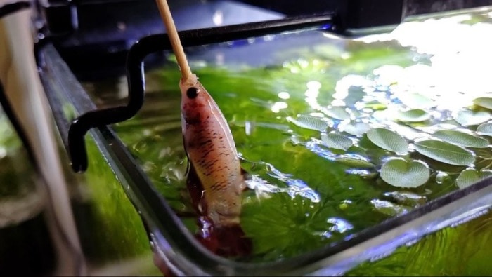 hand feeding betta