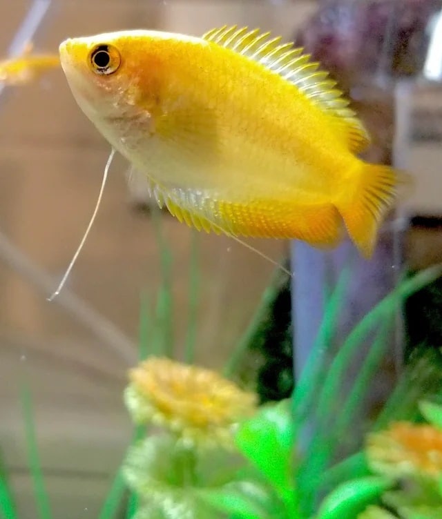 honey gourami