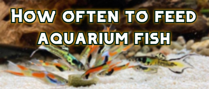 how often to feed aquarium fish header