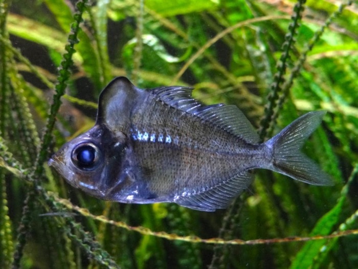 humphead glassfish