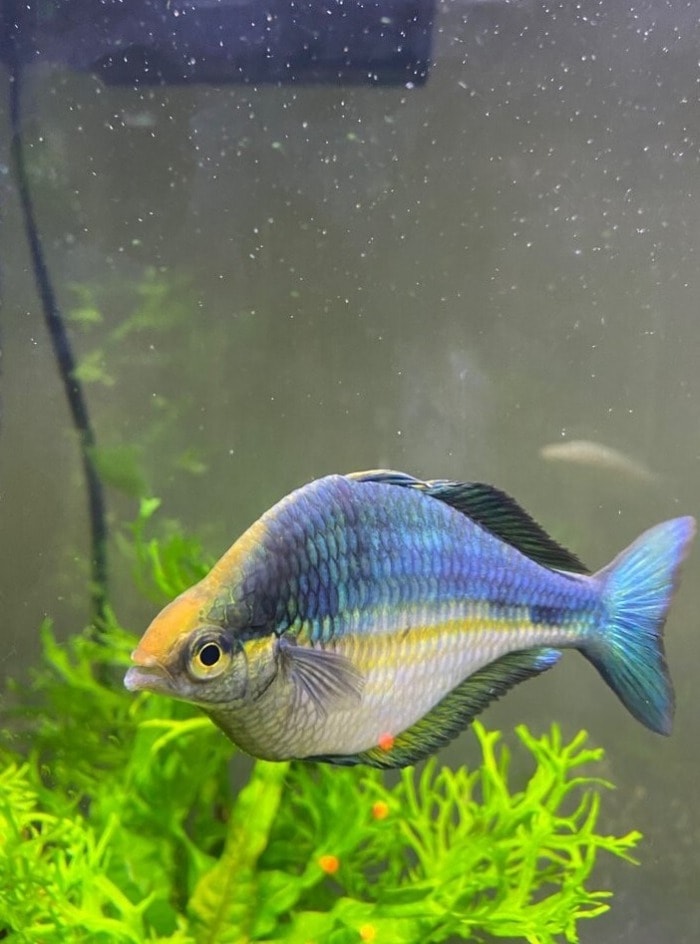 lake kutubu rainbowfish