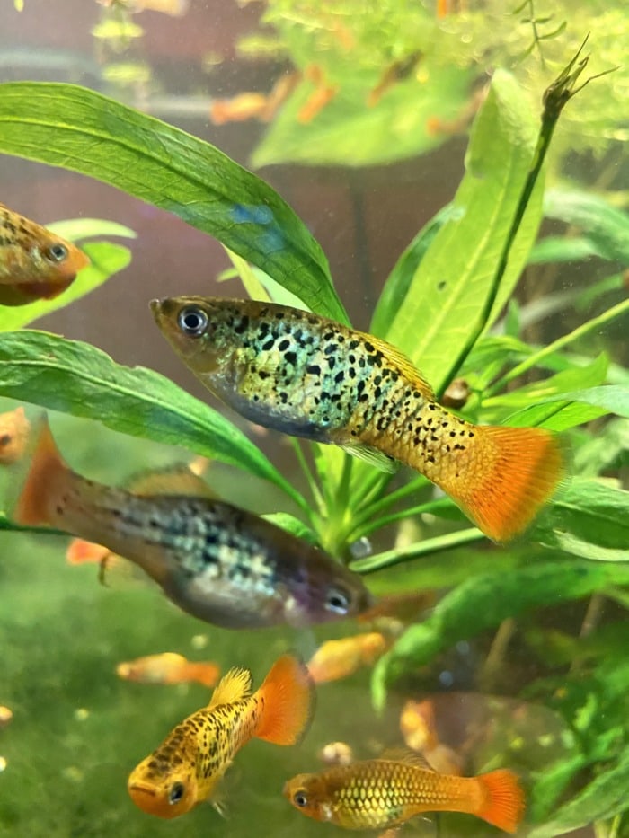 many mollies in tank
