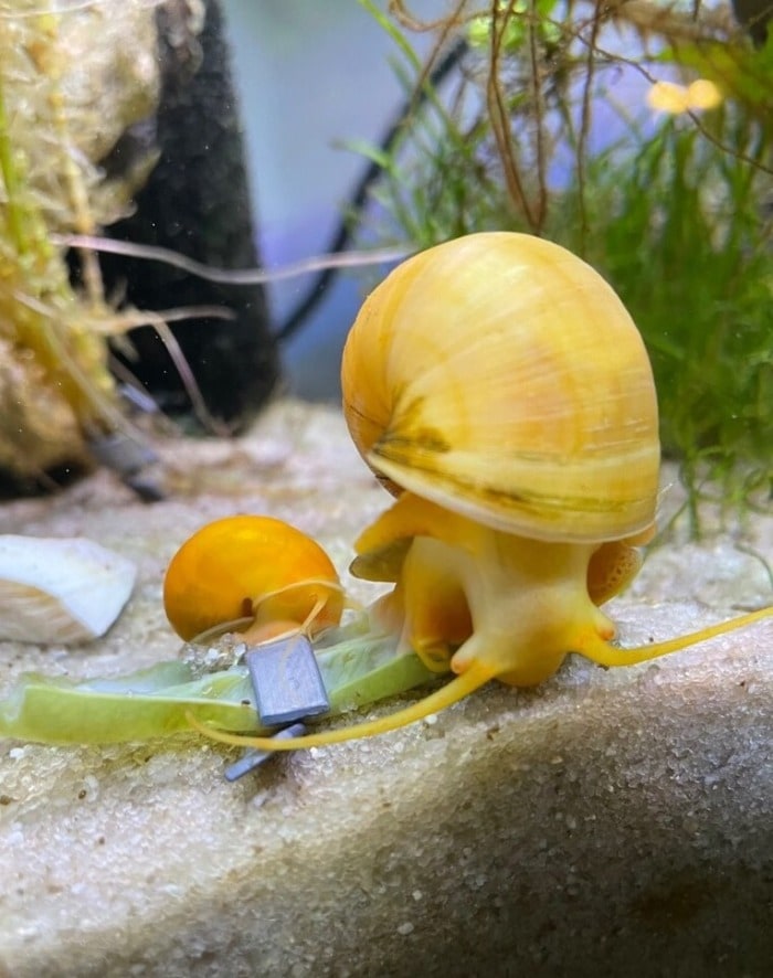 mom and baby snails