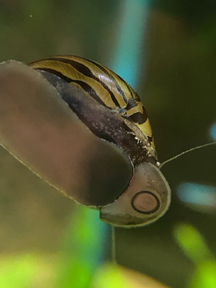 nerite snail